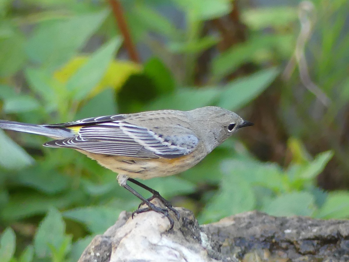 Yellow-rumped Warbler - ML643865840
