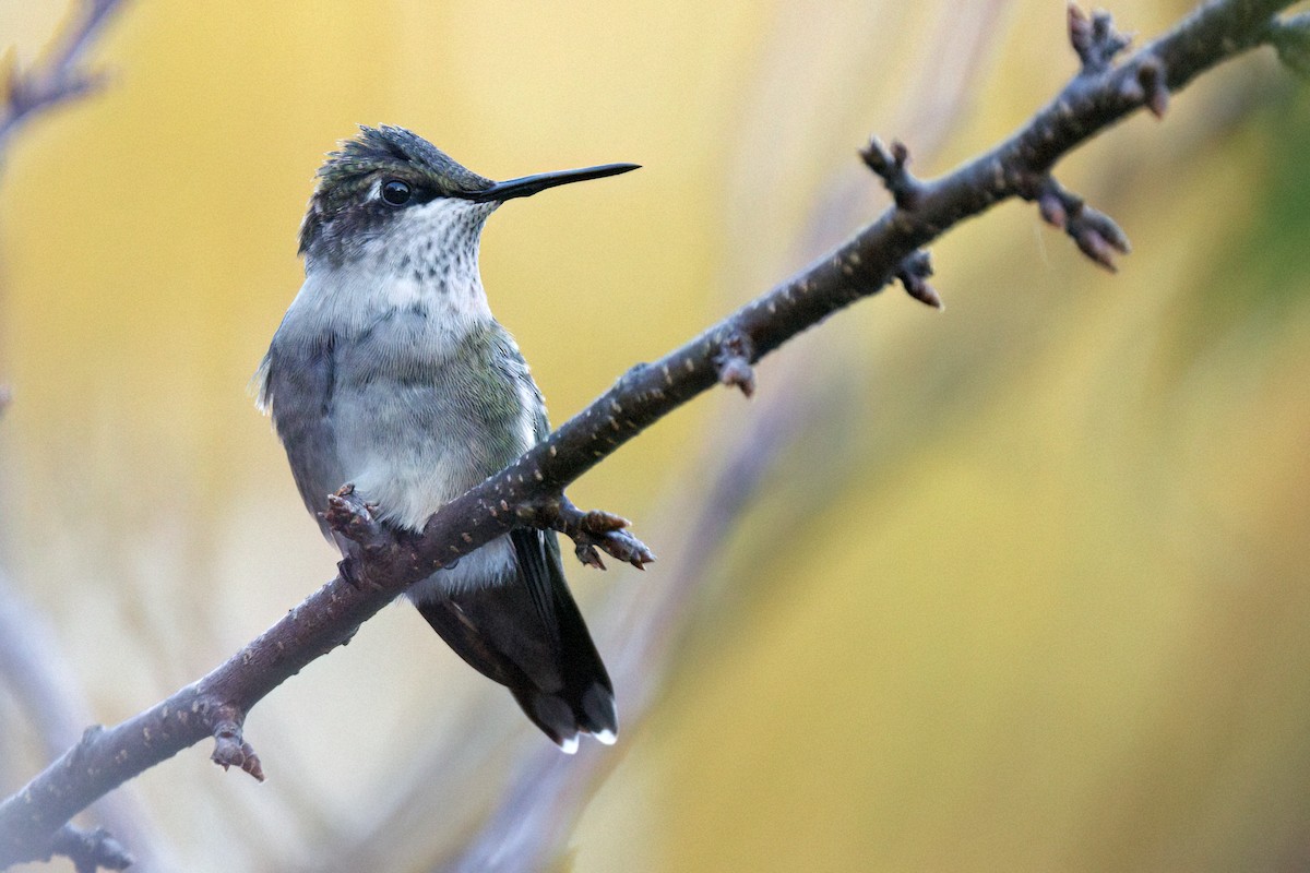 Ruby-throated Hummingbird - ML643865843