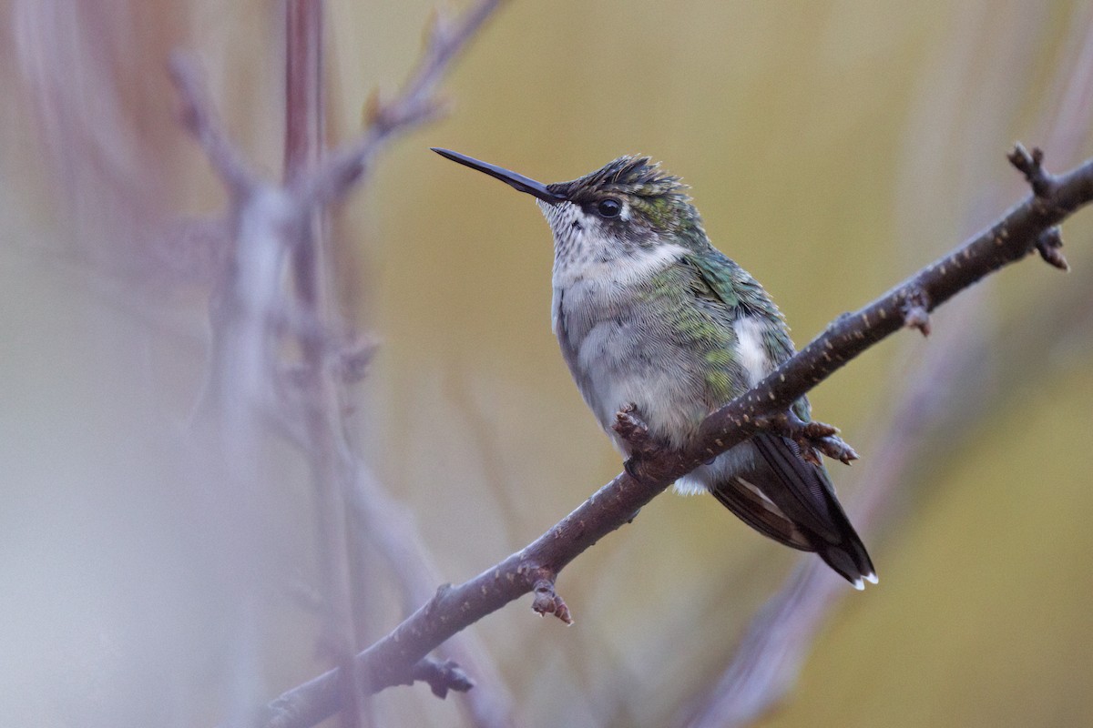 Ruby-throated Hummingbird - ML643865844