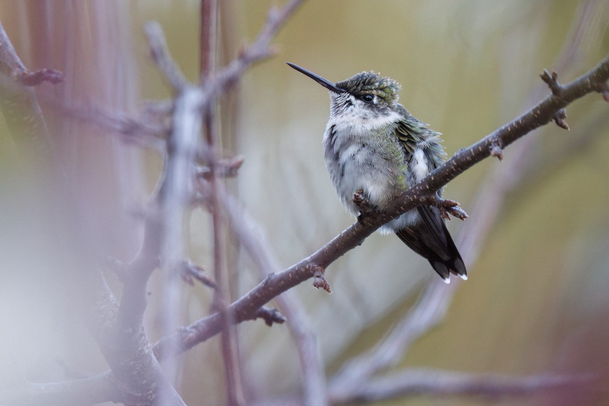 Ruby-throated Hummingbird - ML643865845