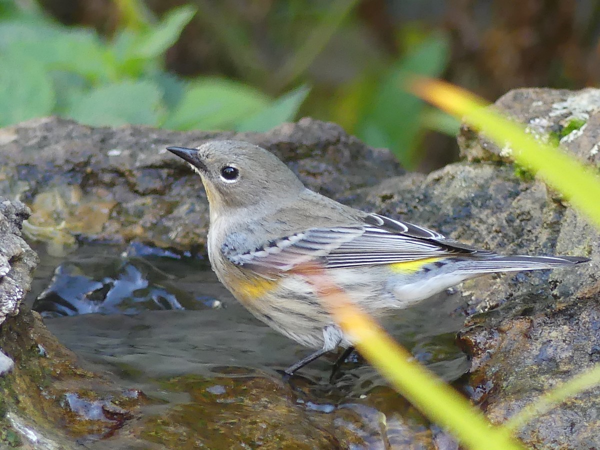 Yellow-rumped Warbler - ML643865846