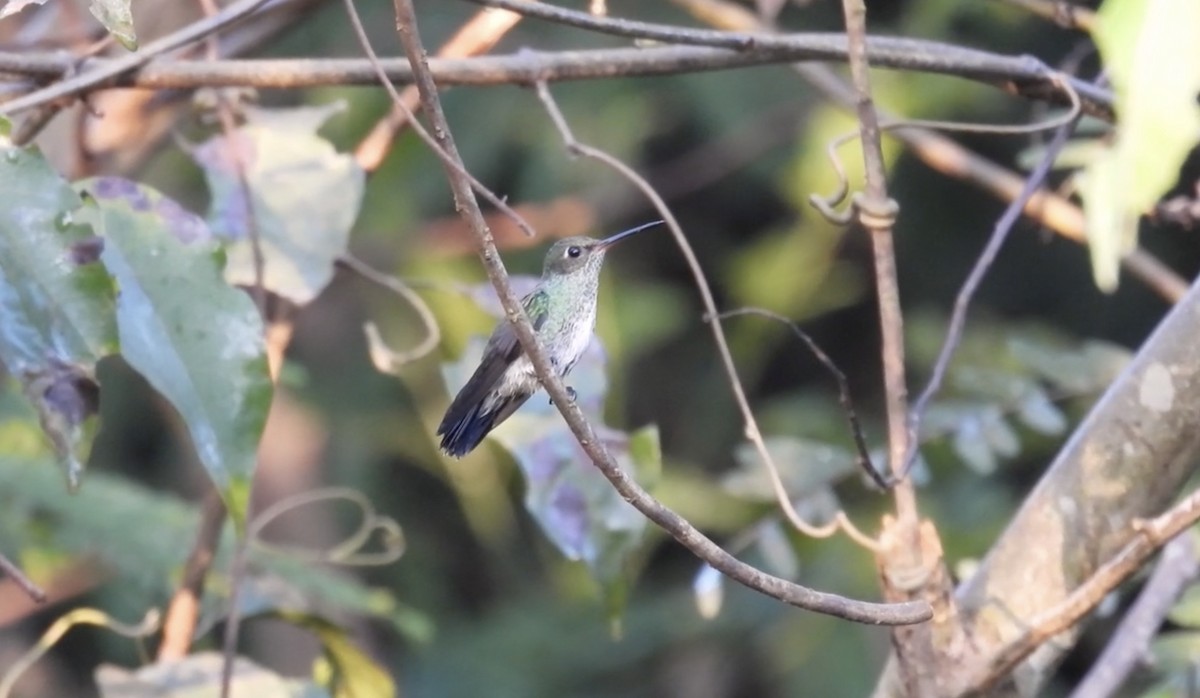 Glittering-throated Emerald - ML643865849