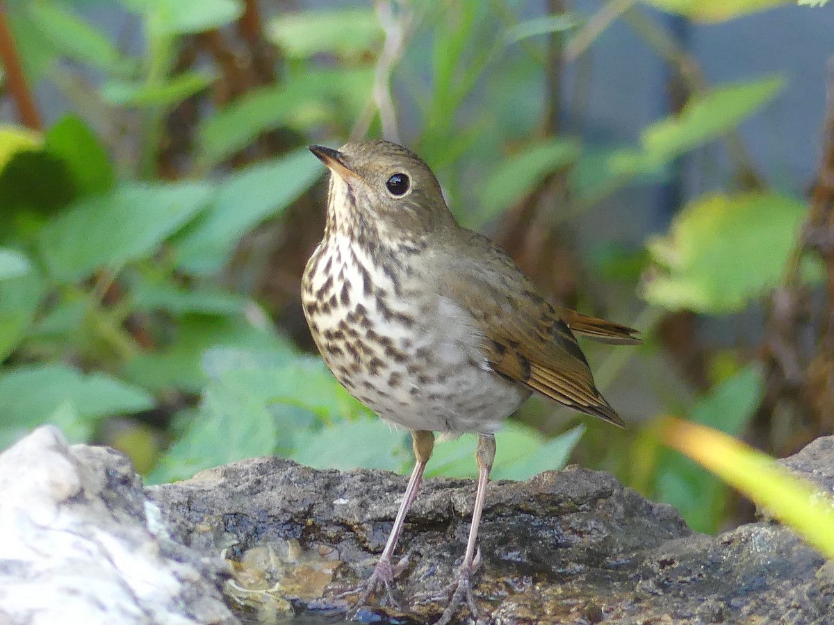 Hermit Thrush - ML643865850