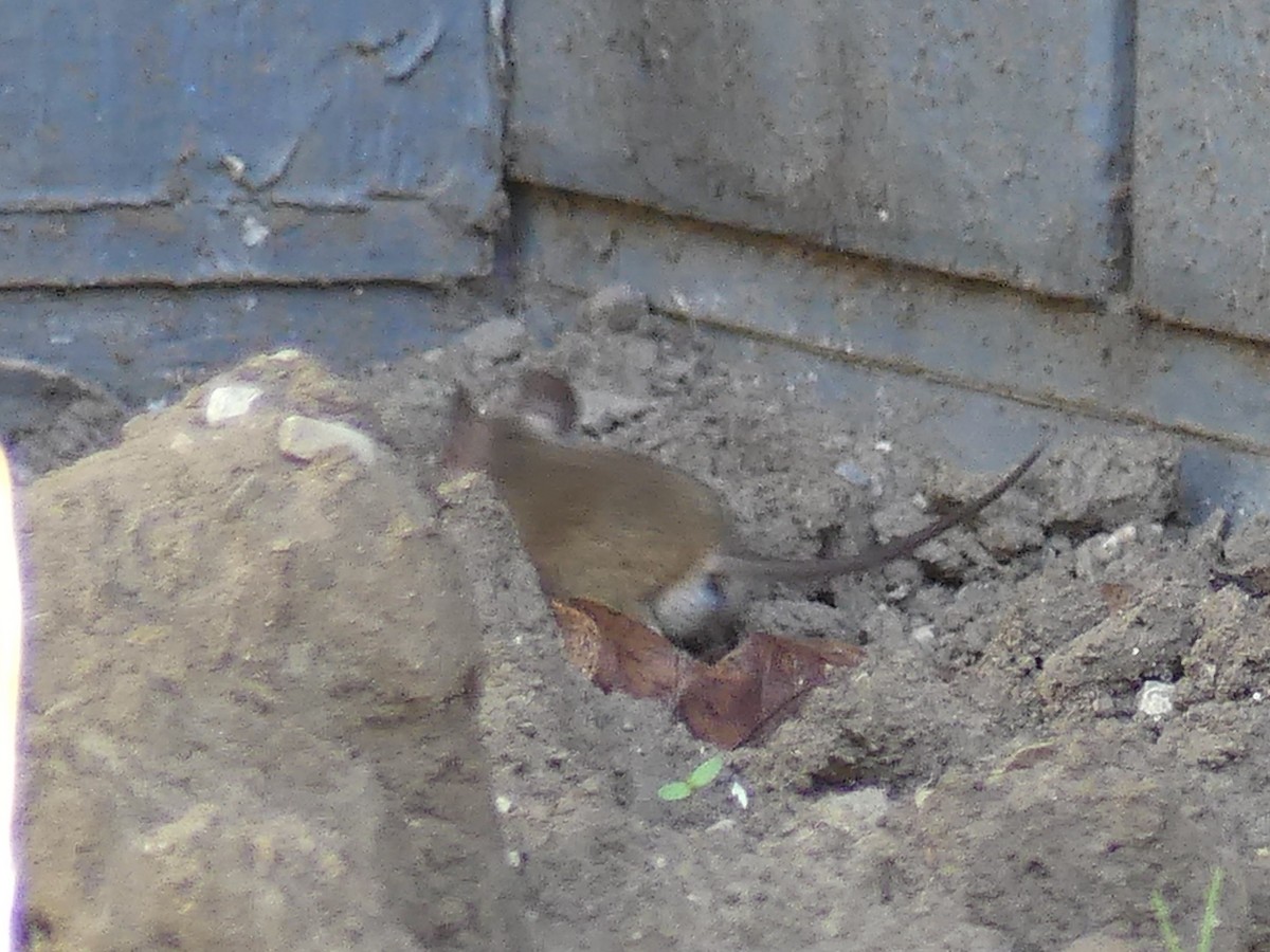 Animals - ML643865851