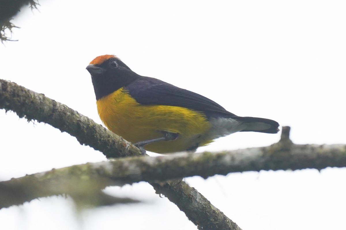 Tawny-capped Euphonia - ML643865852