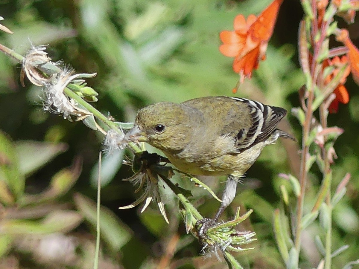 Lesser Goldfinch - ML643865854