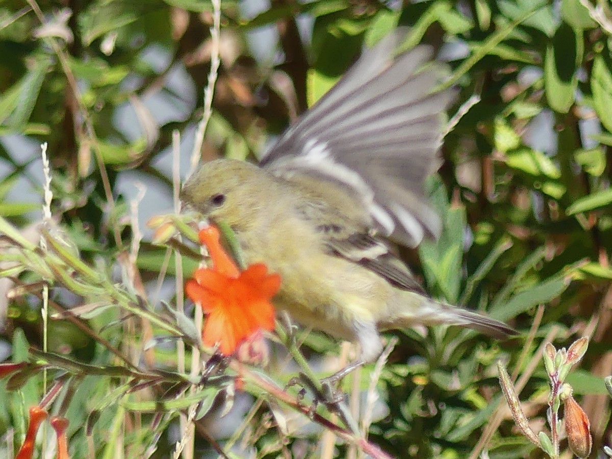 Lesser Goldfinch - ML643865857