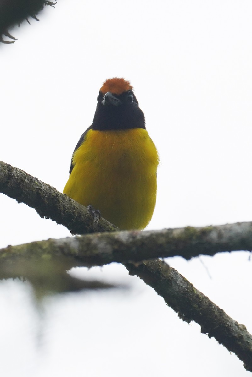 Tawny-capped Euphonia - ML643865858