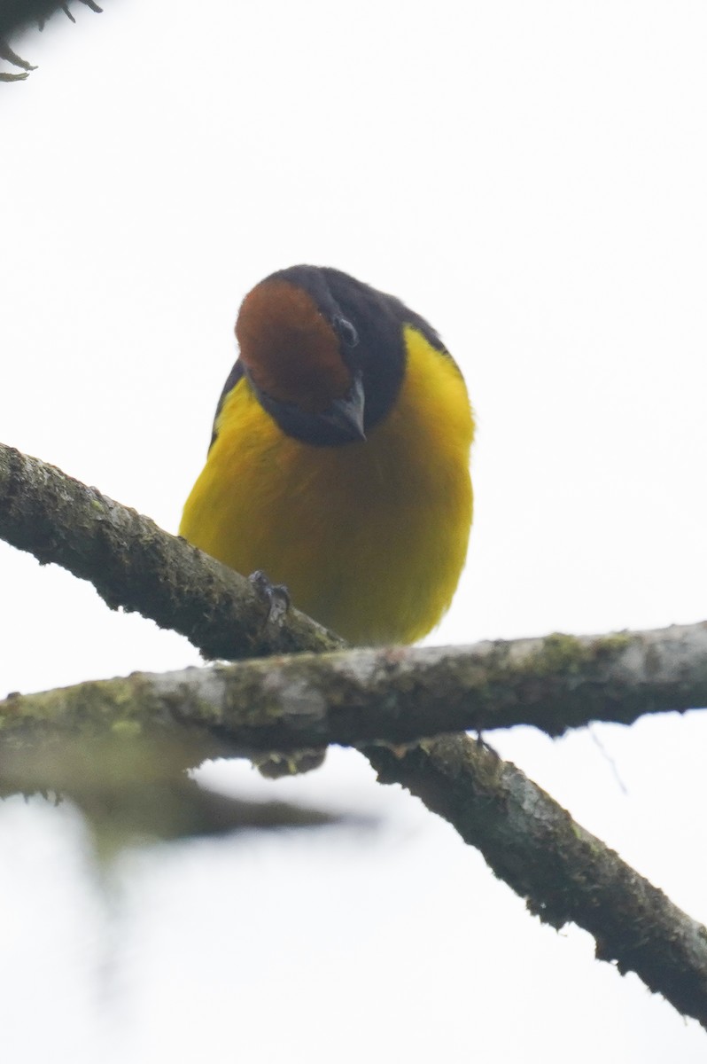 Tawny-capped Euphonia - ML643865860