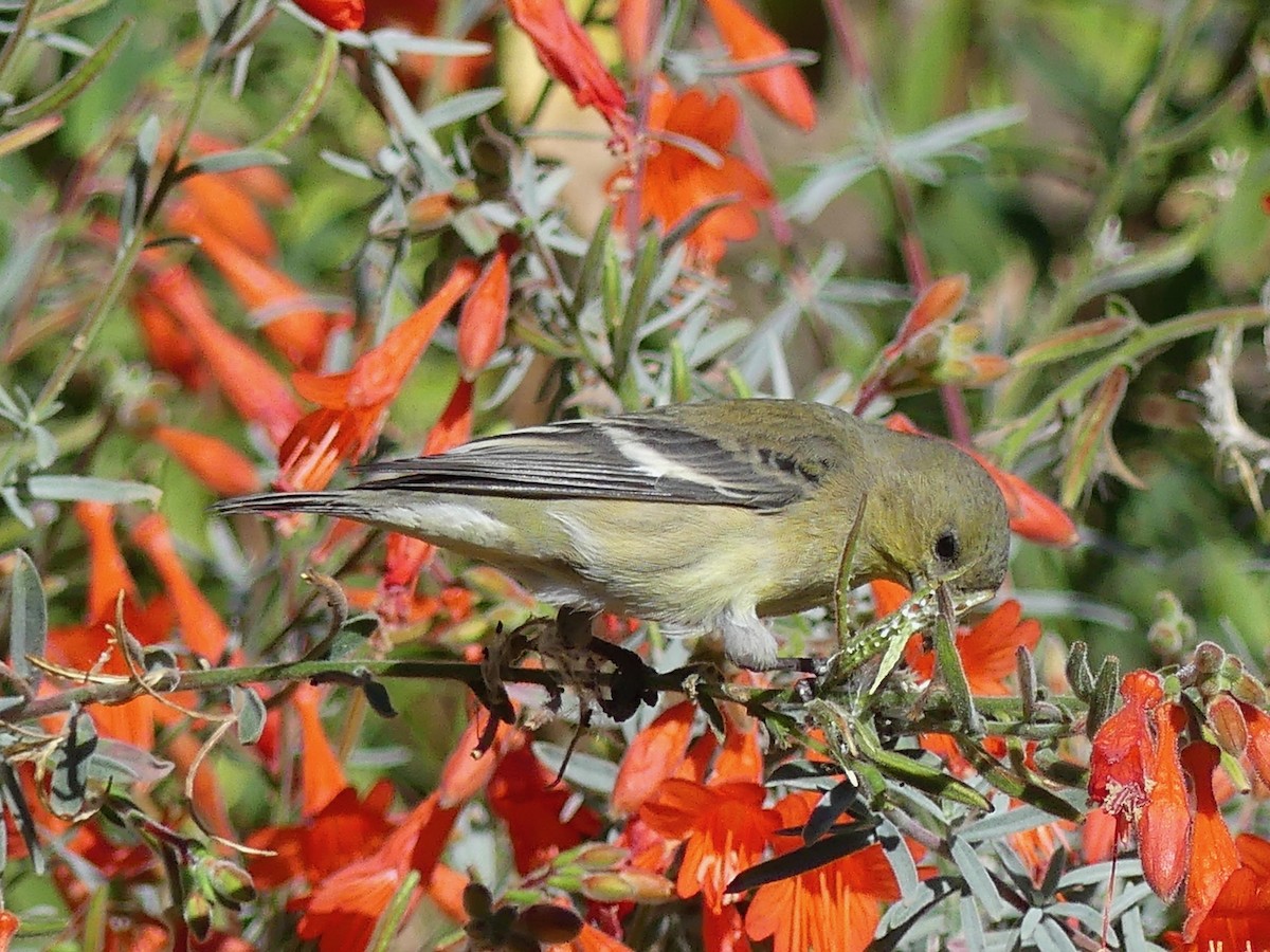 Lesser Goldfinch - ML643865861