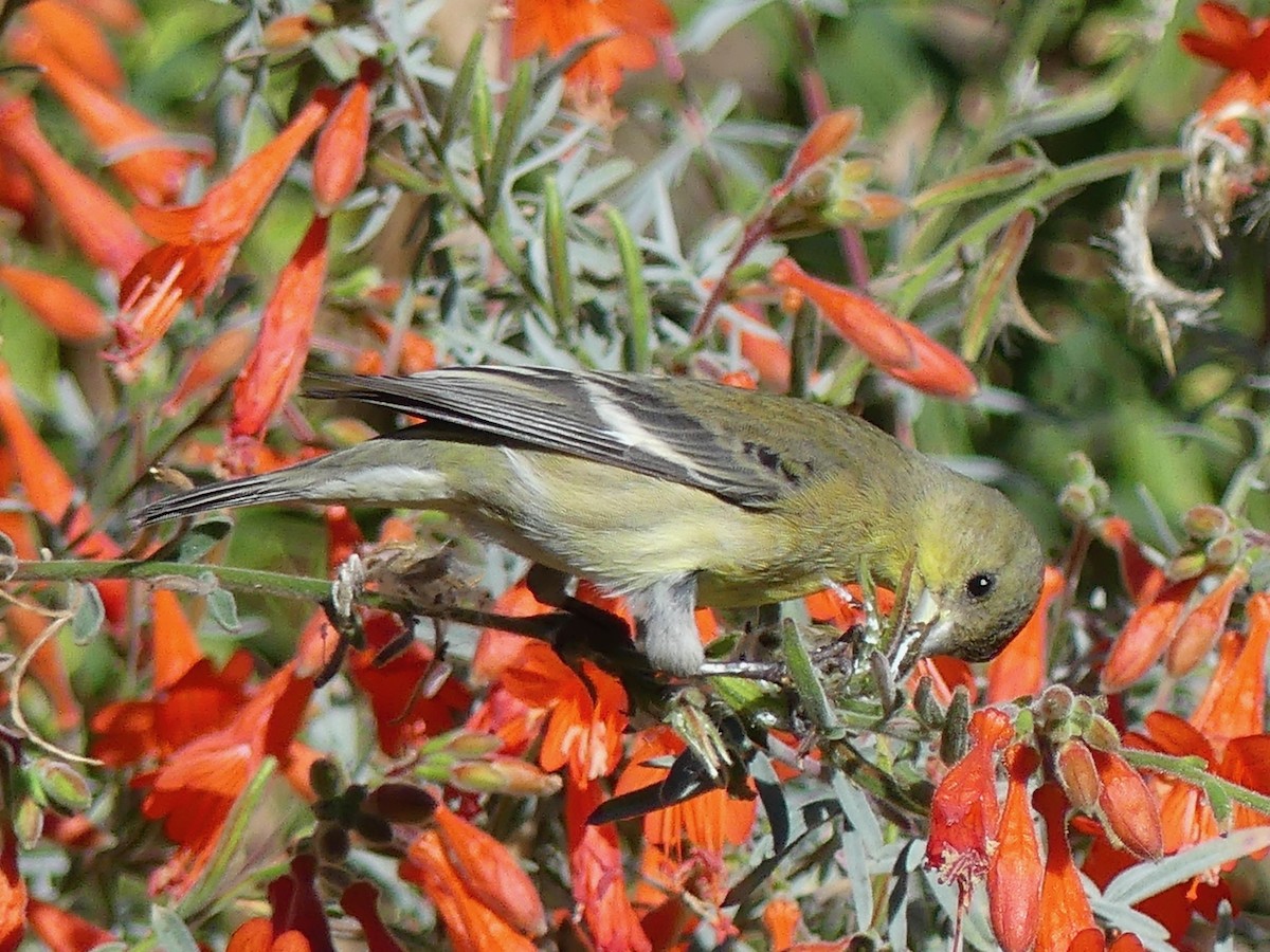 Lesser Goldfinch - ML643865870