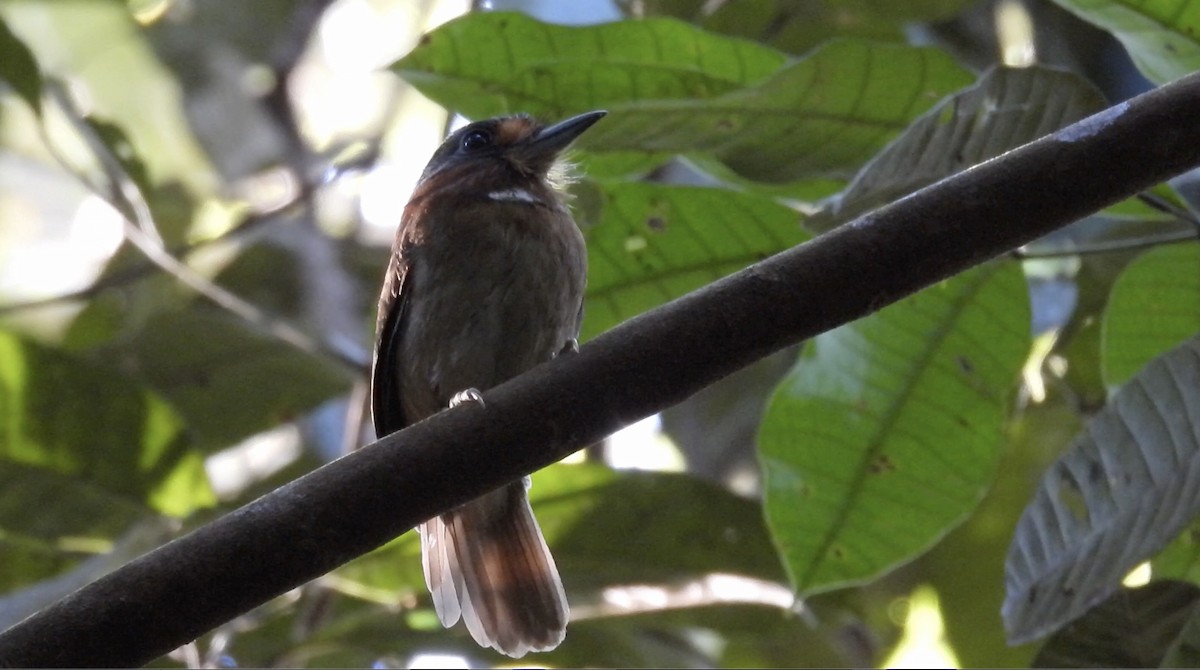 Rufous-necked Puffbird - ML643865874
