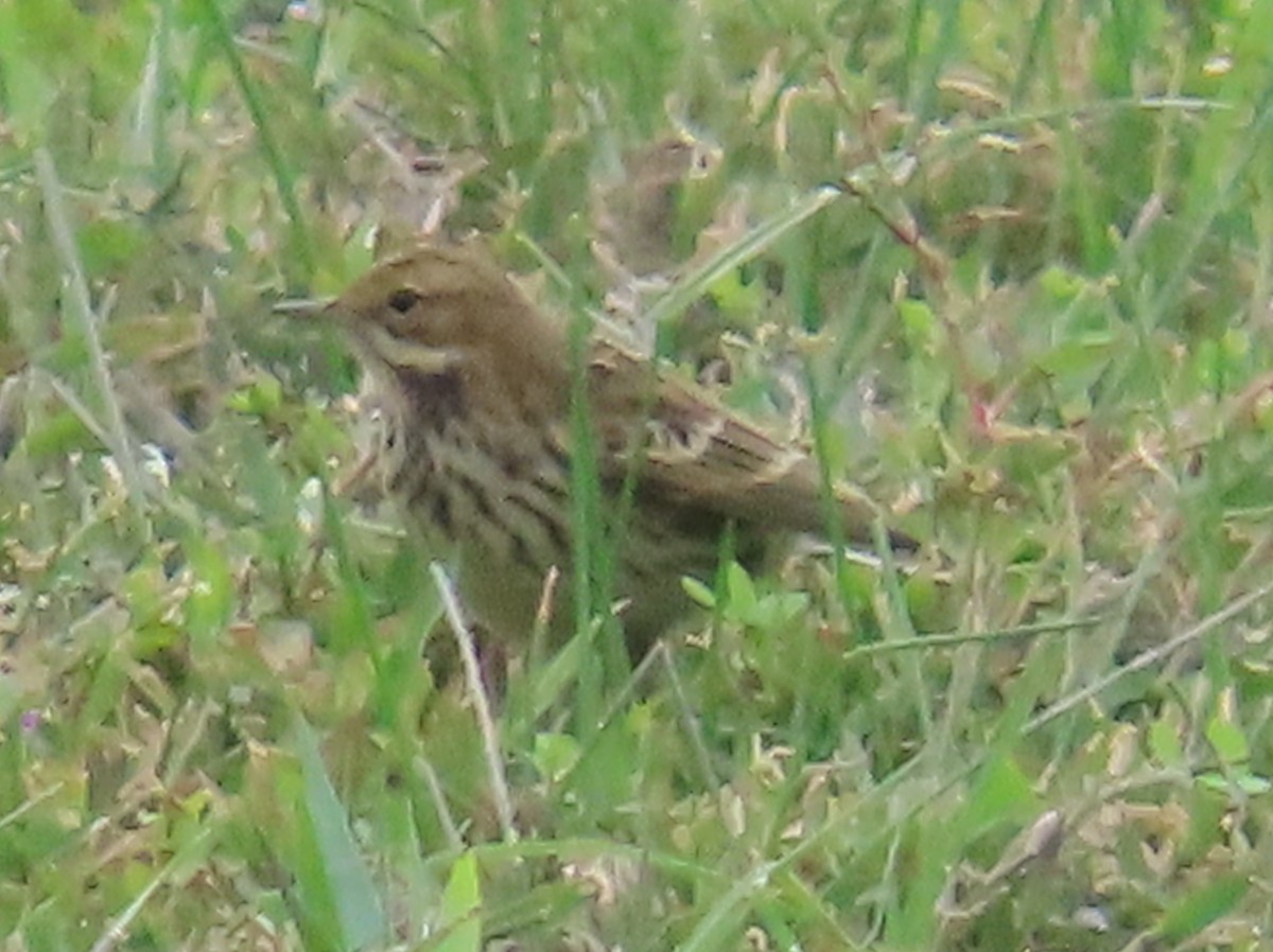 Sibirienpieper - ML643865875