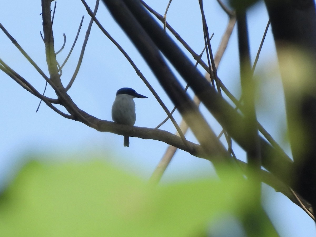 Weißrückenliest - ML643865876