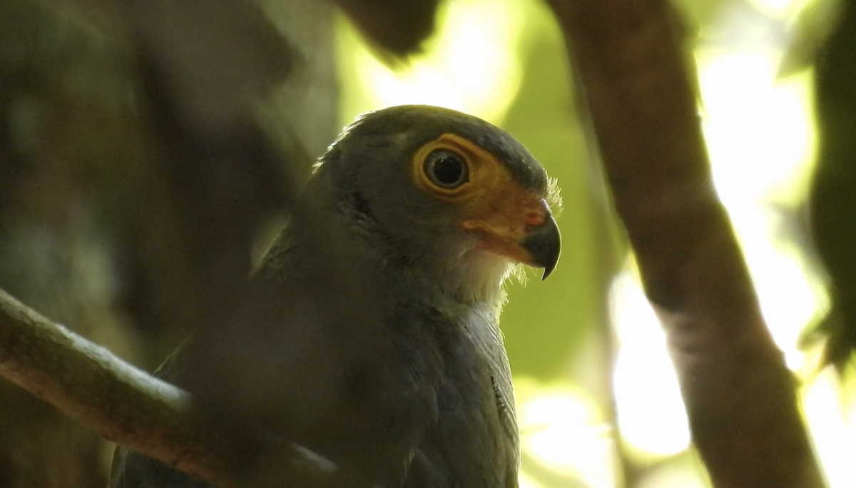 Barred Forest-Falcon - ML643865892
