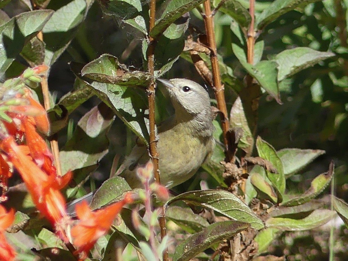 Orange-crowned Warbler - ML643865893