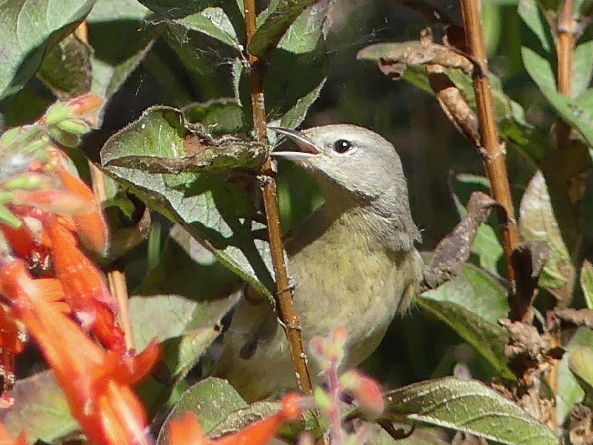Orange-crowned Warbler - ML643865895