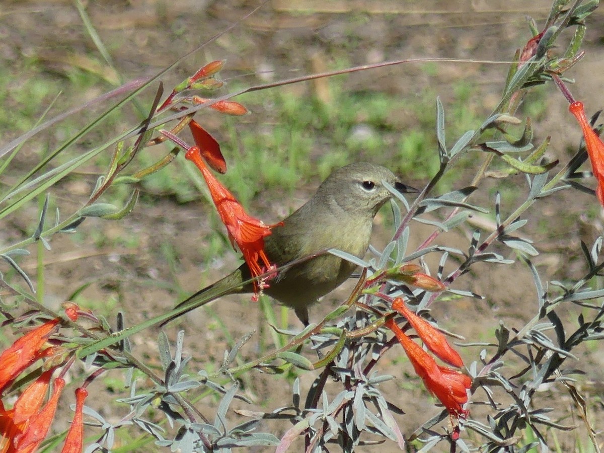 Orange-crowned Warbler - ML643865900