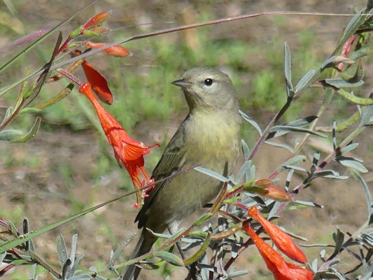 Orange-crowned Warbler - ML643865901