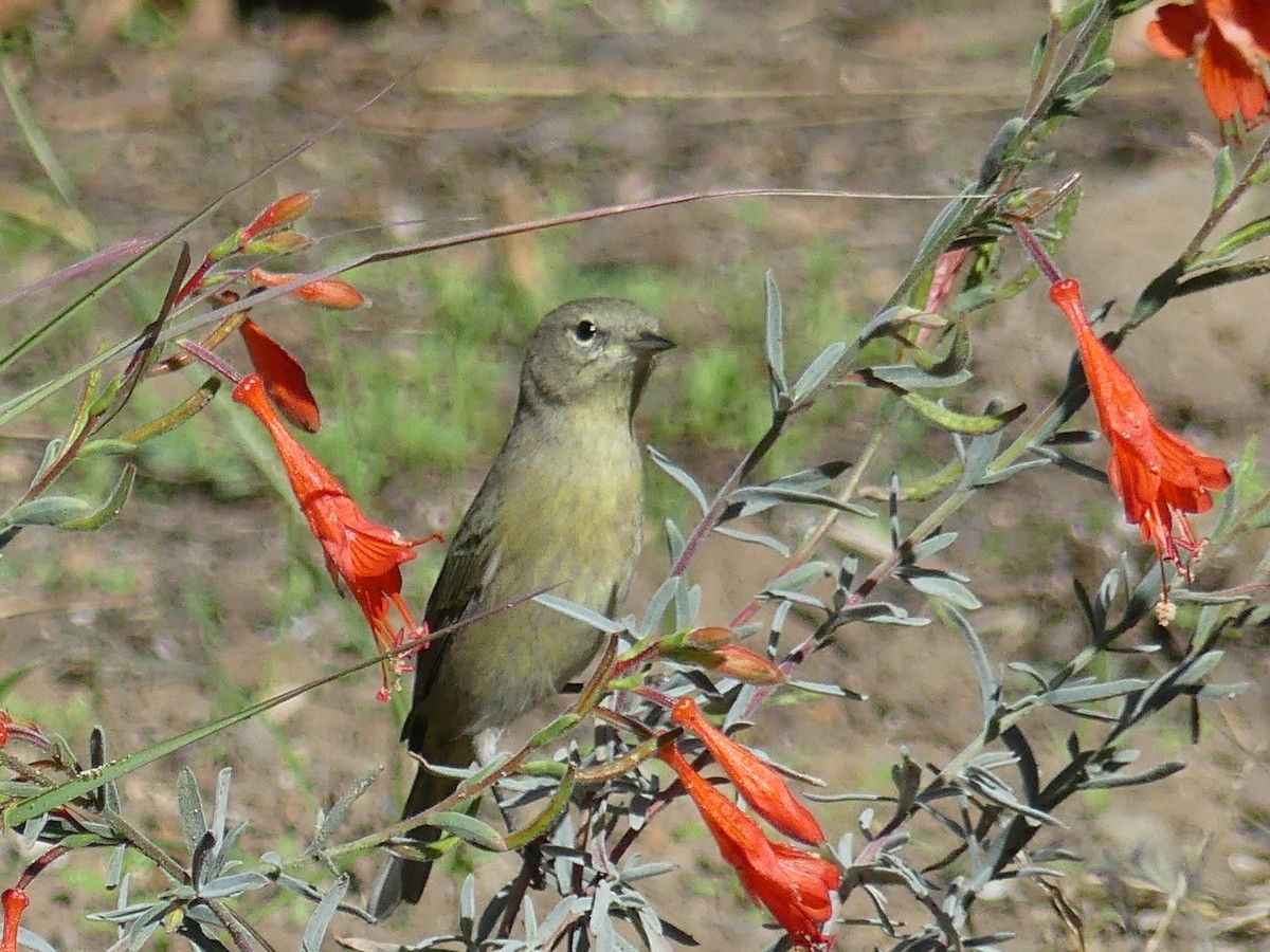 Orange-crowned Warbler - ML643865904
