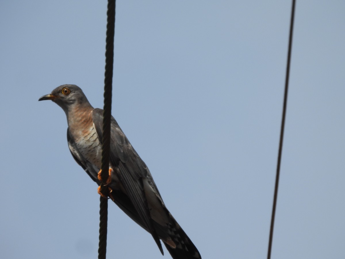 Common Cuckoo - ML643865906