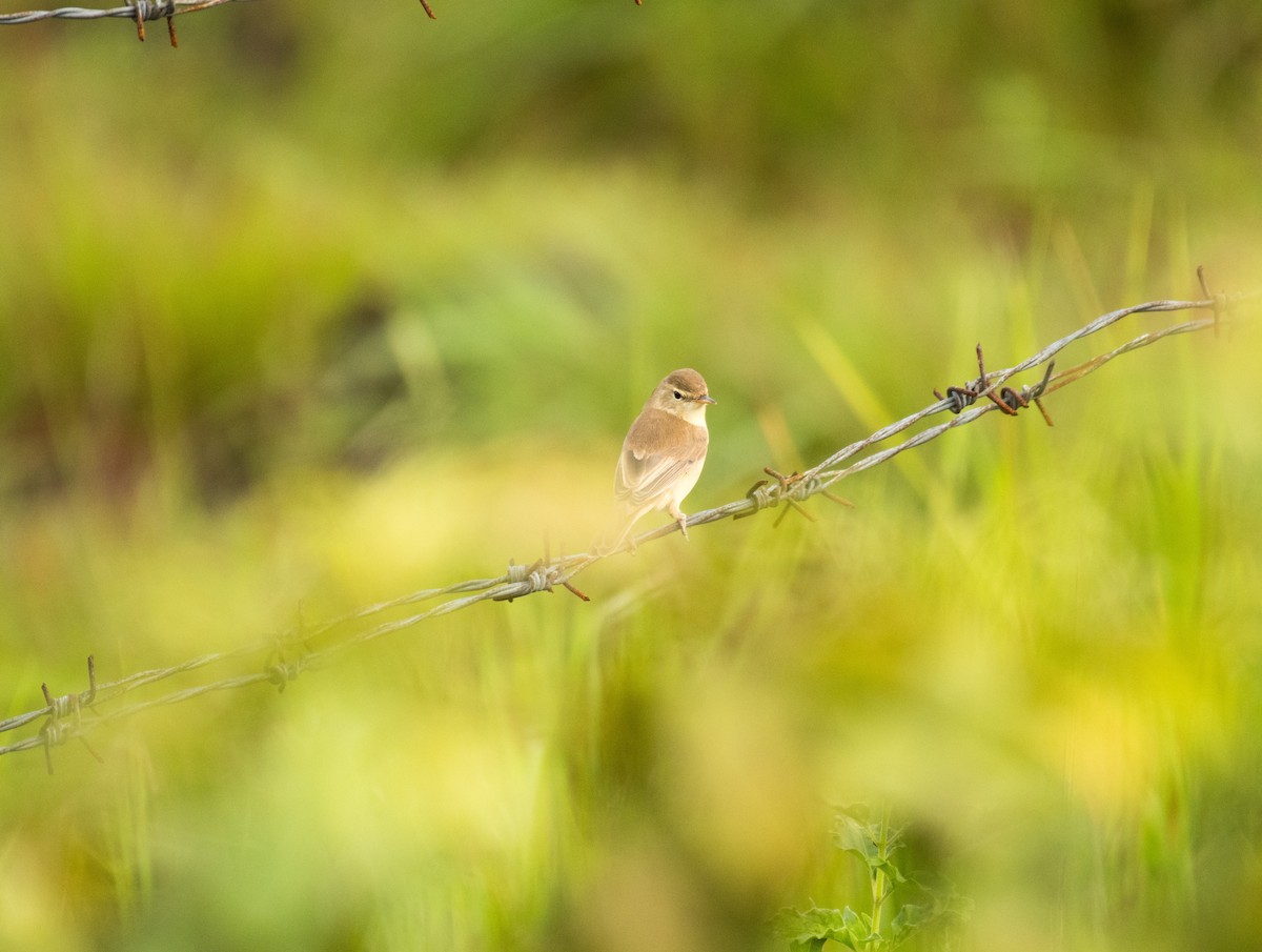 Халиун заараг - ML643865914