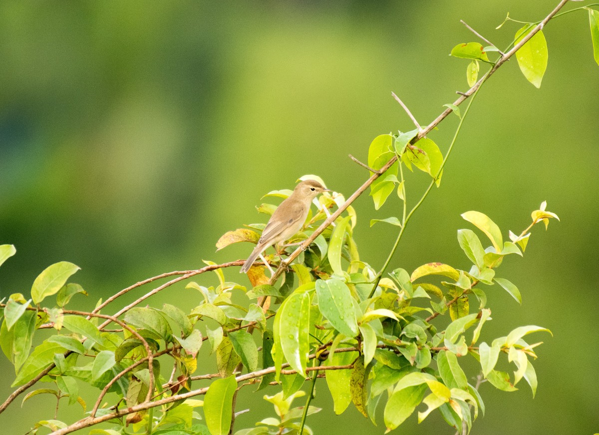 Халиун заараг - ML643865915