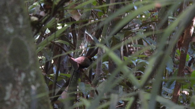 Harlequin Antbird - ML643865916