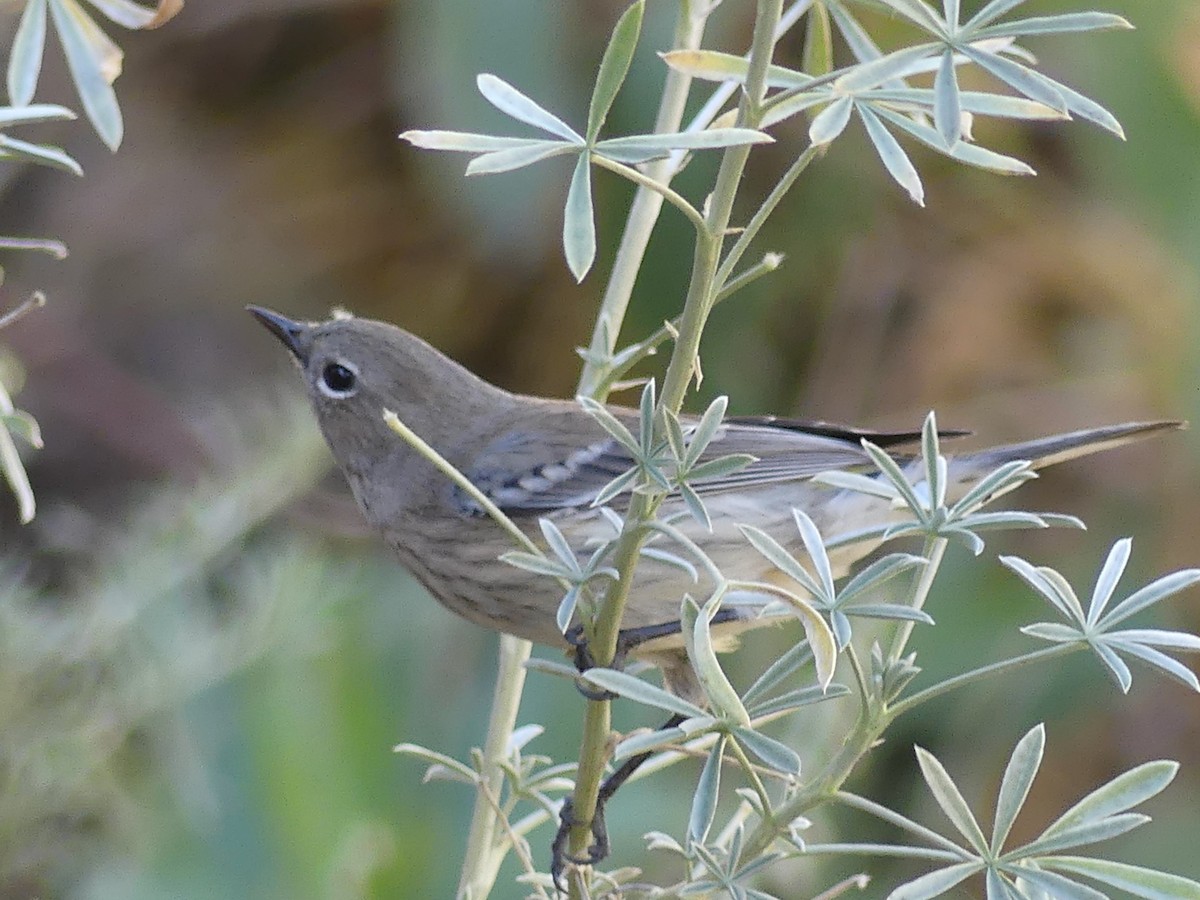 Yellow-rumped Warbler - ML643865919