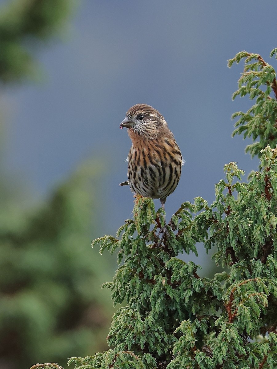 Himalayan White-browed Rosefinch - ML643865920
