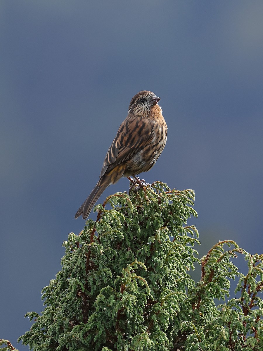 Himalayan White-browed Rosefinch - ML643865921