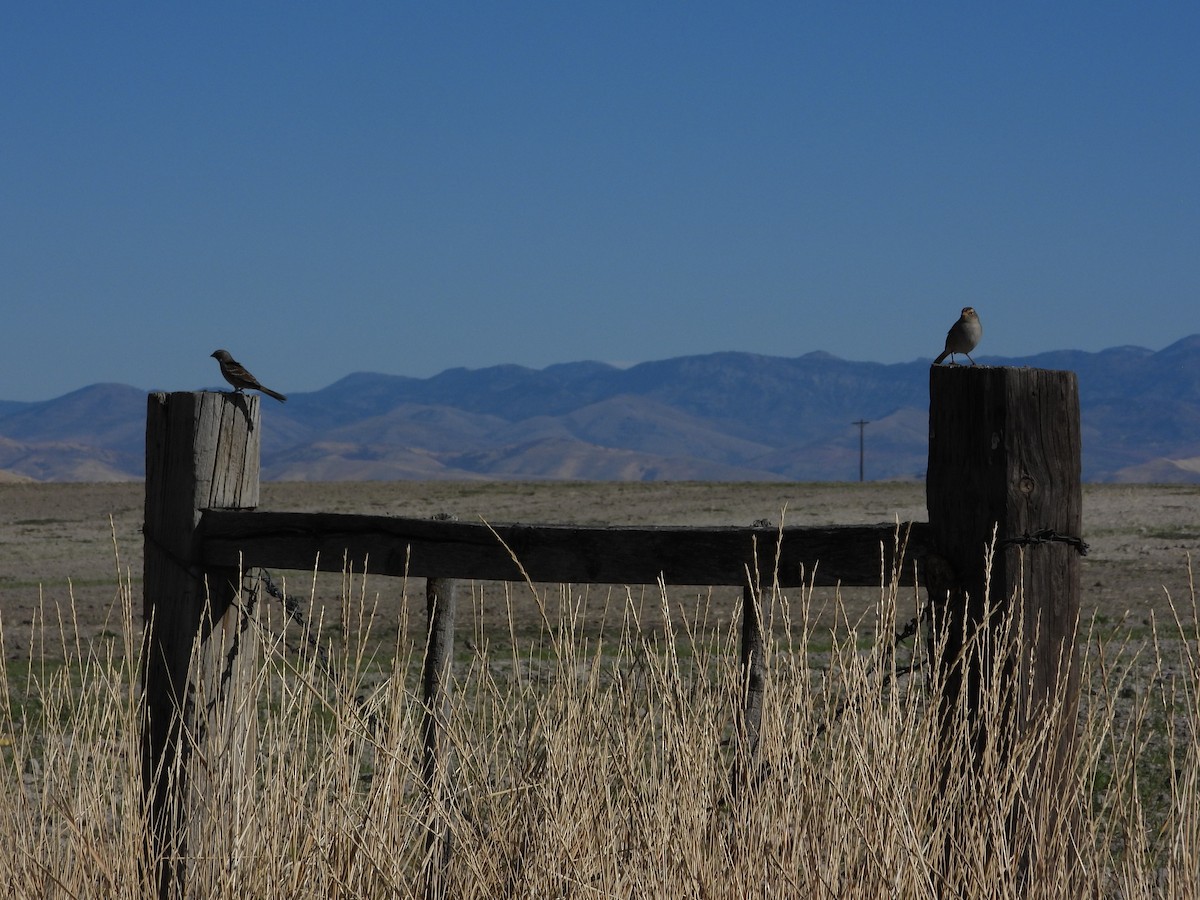 White-crowned Sparrow - ML643865941