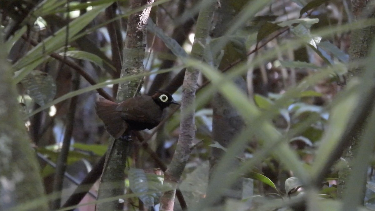 Harlequin Antbird - ML643865942