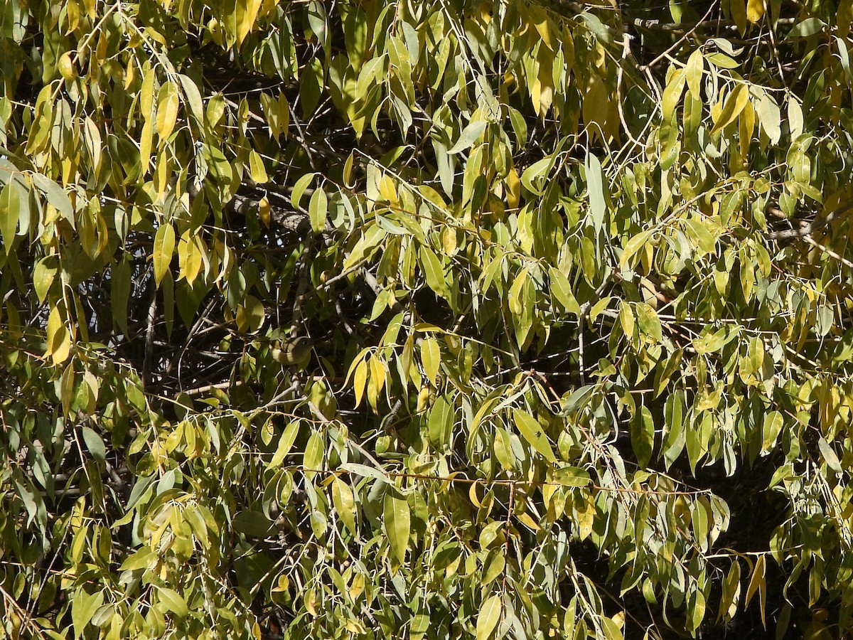 Ruby-crowned Kinglet - ML643865953