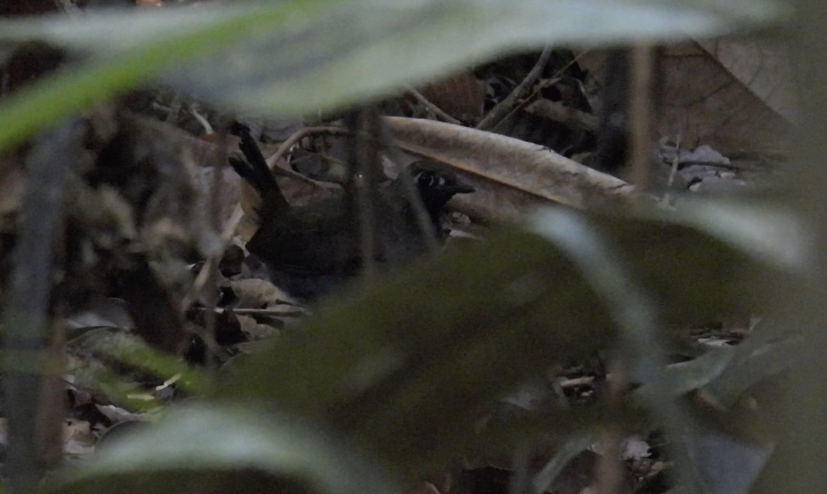 Black-faced Antthrush (Black-faced) - ML643865954