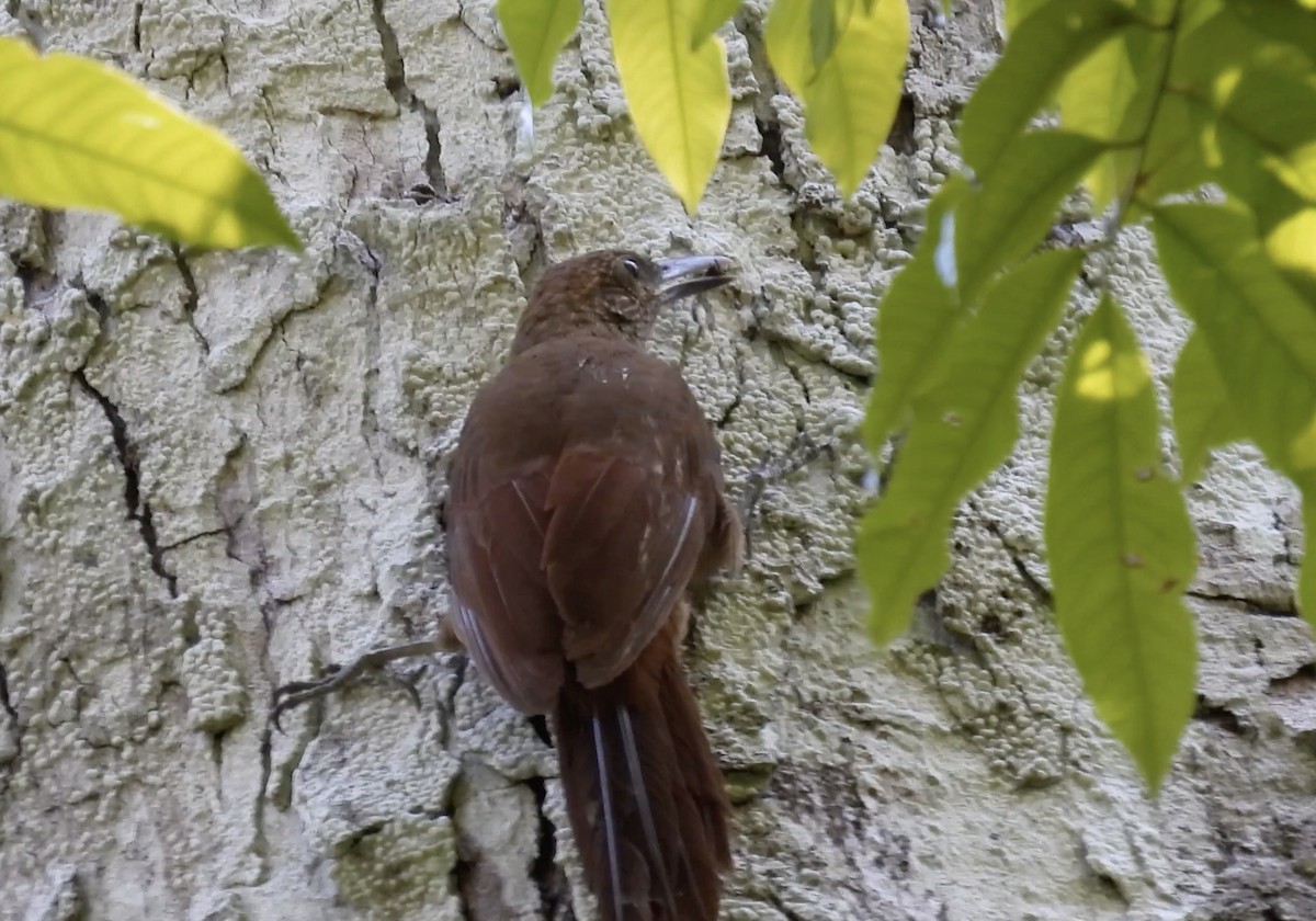 Hoffmanns's Woodcreeper - ML643865957