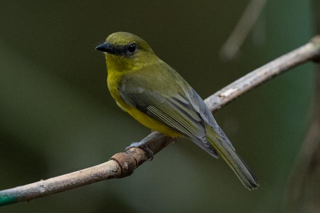 Bornean Whistler - ML643865966