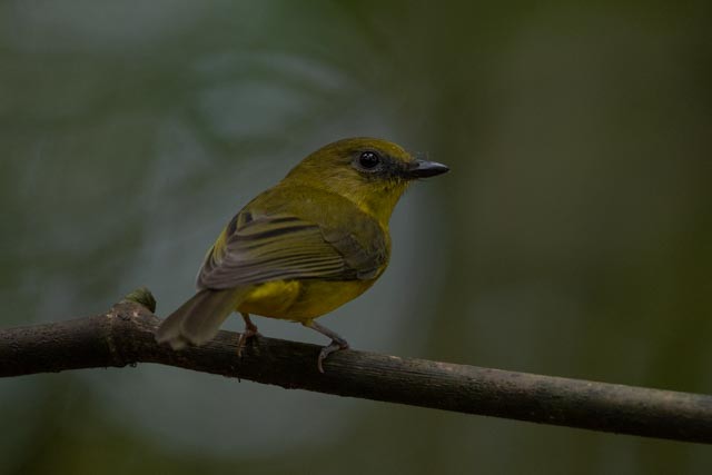 Bornean Whistler - ML643865967