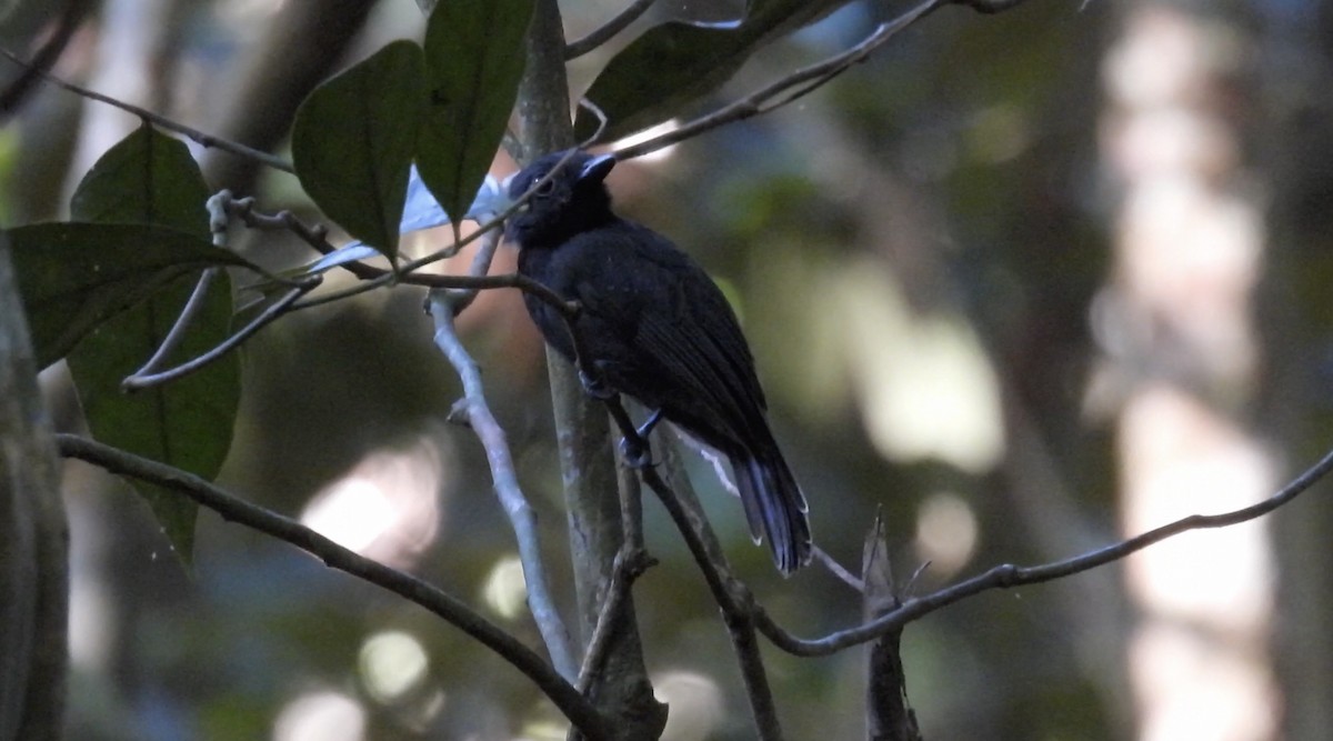 Saturnine Antshrike - ML643865968