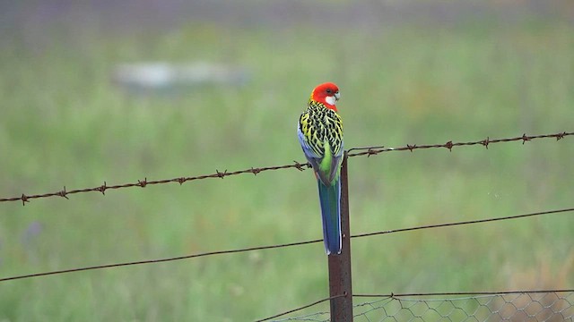 Eastern Rosella - ML643865980