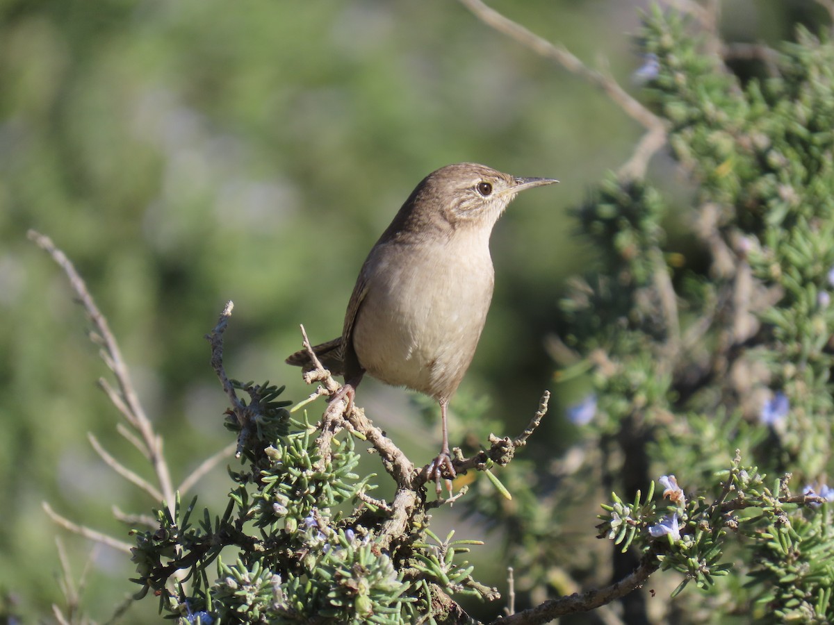 Northern House Wren - ML643865985
