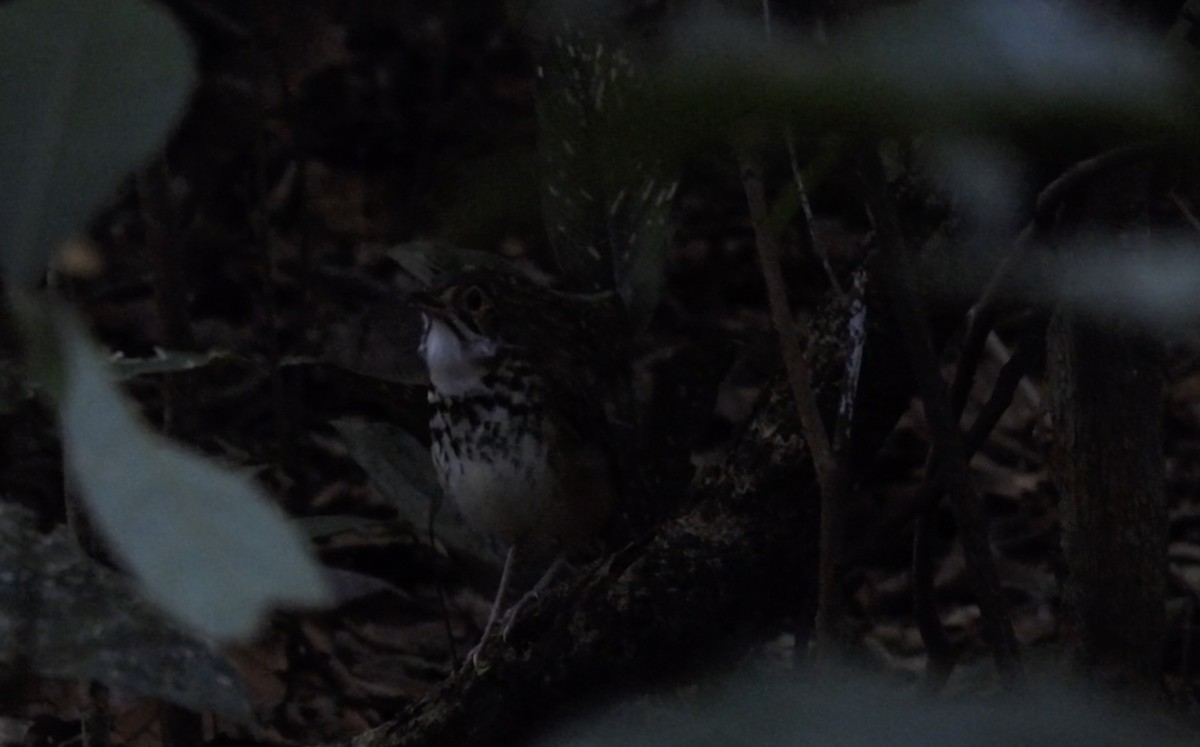 Alta Floresta Antpitta - ML643865986