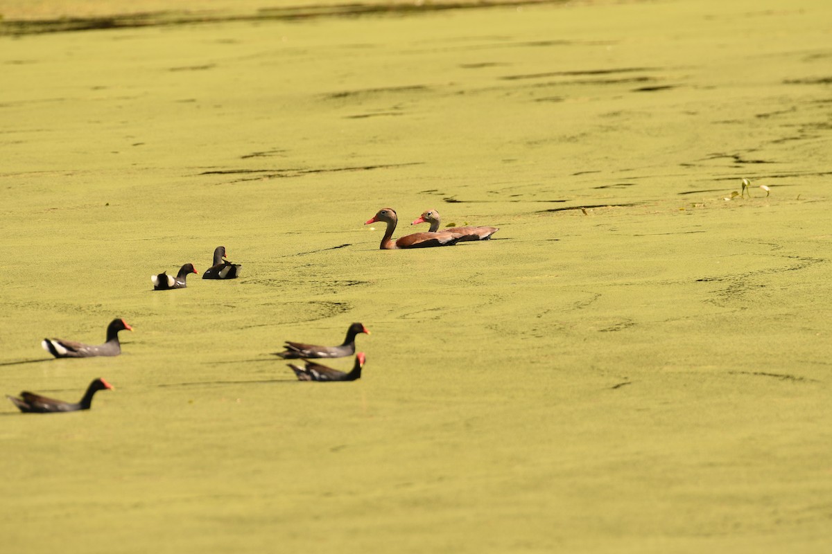 Black-bellied Whistling-Duck - ML643865987