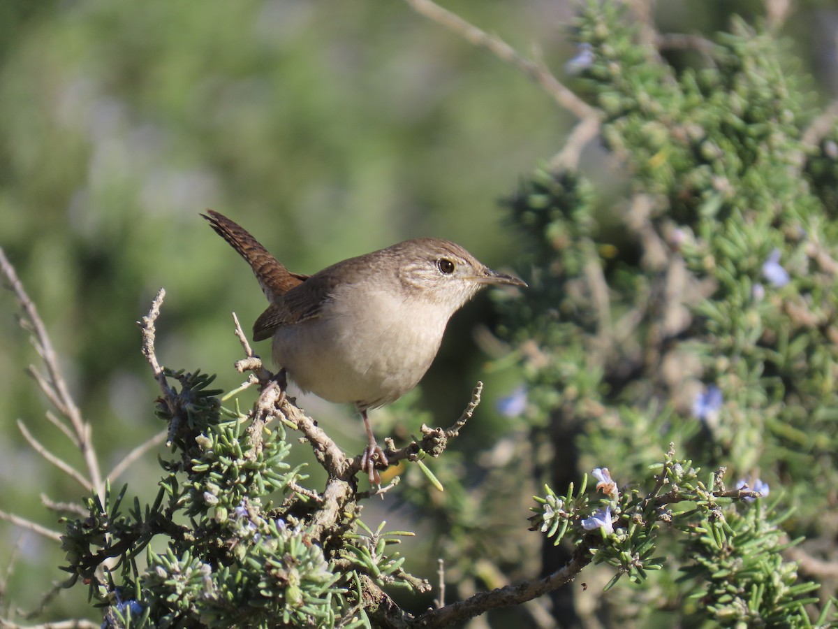 Northern House Wren - ML643865988