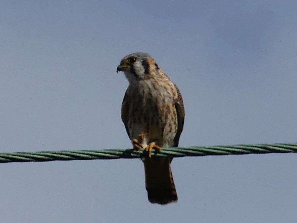 Buntfalke - ML643865990