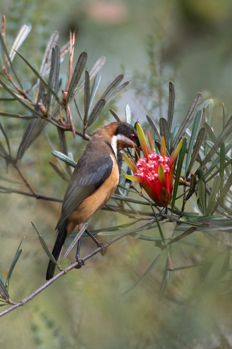 Eastern Spinebill - ML643866000