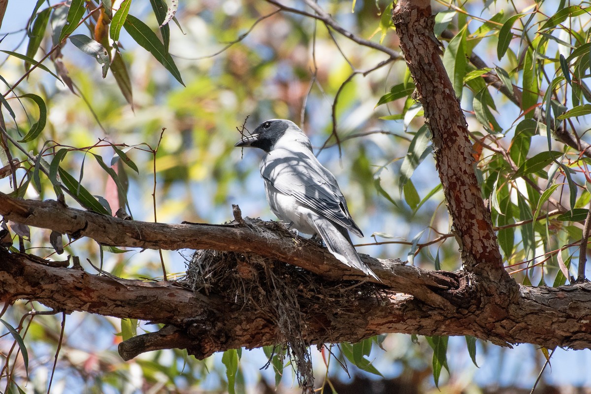 Black-faced Cuckooshrike - ML643866003
