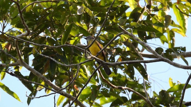 Dusky-chested Flycatcher - ML643866004