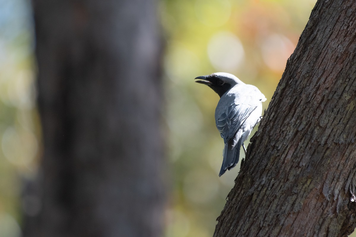 White-bellied Cuckooshrike - ML643866008