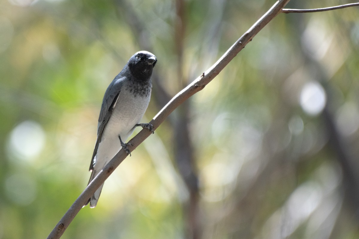 White-bellied Cuckooshrike - ML643866009